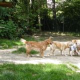 2015_56_carlos opale simba sam mascha maxi rusty